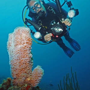 Bonaire duiker